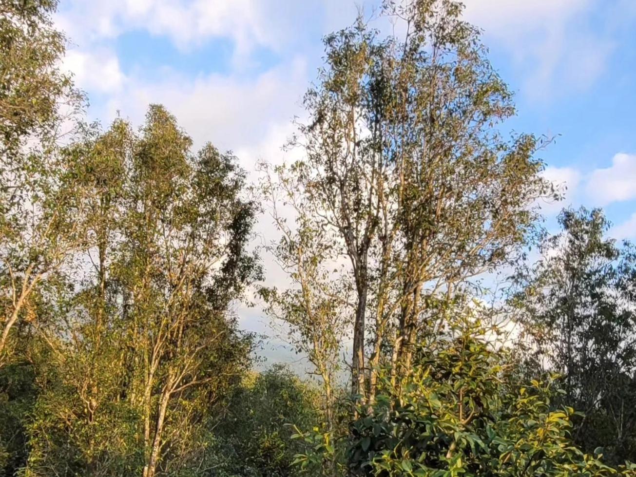 Umah Yugadi Bali Lägenhet Munduk Exteriör bild