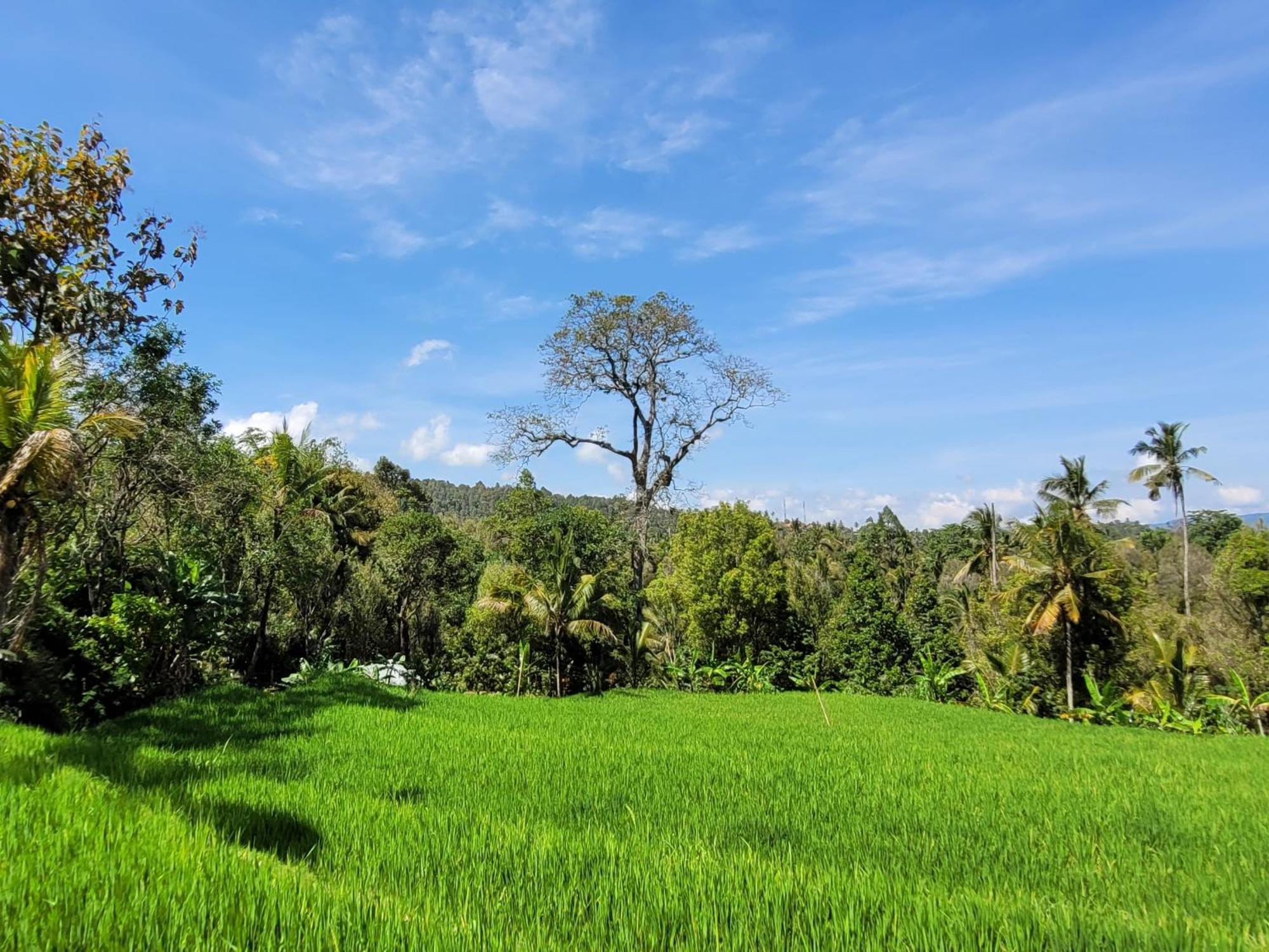 Umah Yugadi Bali Lägenhet Munduk Exteriör bild